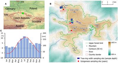 Forward Modeling Reveals Multidecadal Trends in Cambial Kinetics and Phenology at Treeline
